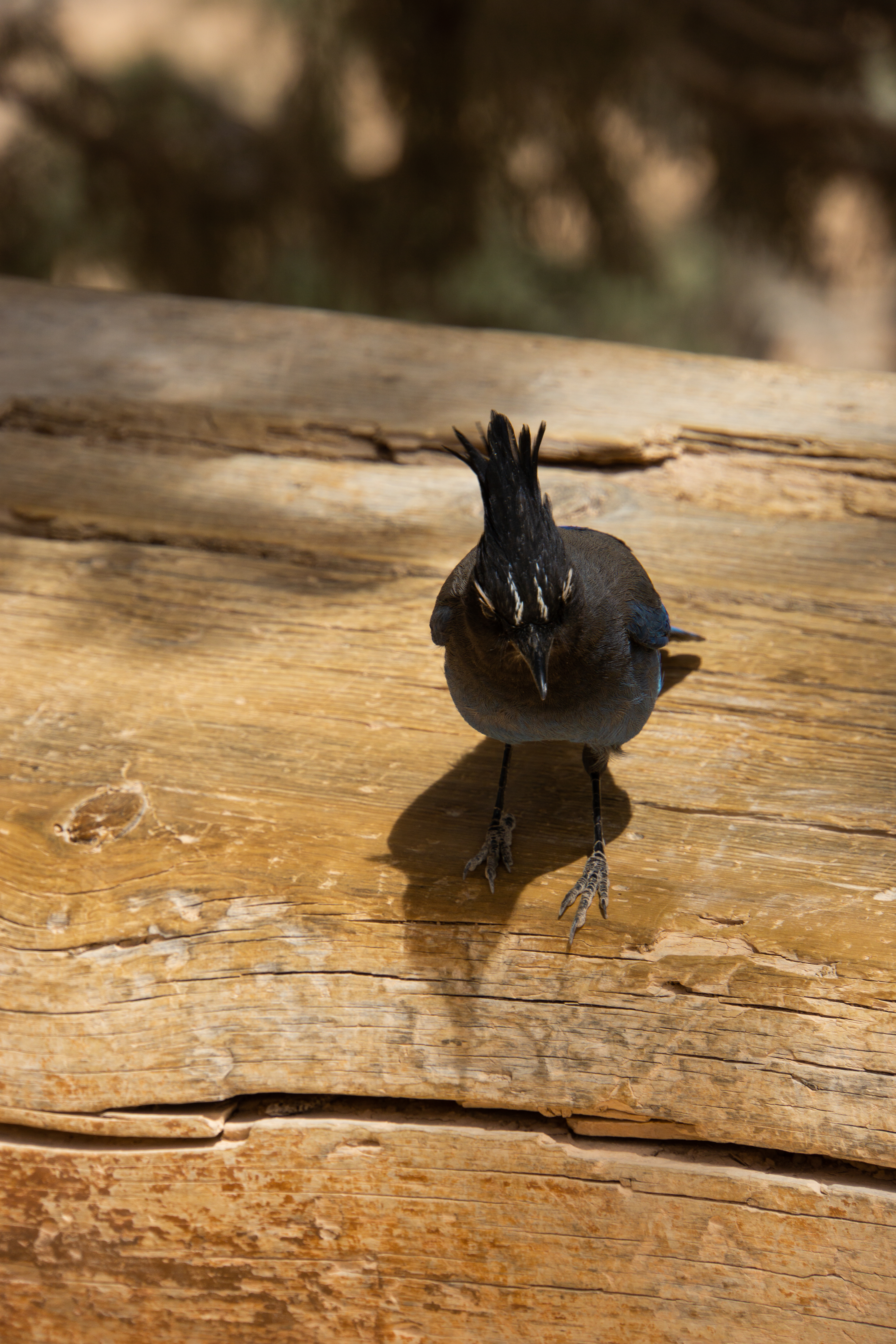 US National Parks 2022 18